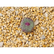 코노피튬/파가에1380-2167 아프리카농장