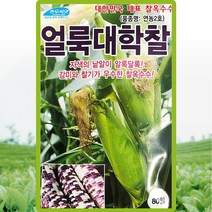 얼룩대학찰옥수수 씨앗 찰옥수수 씨 종자 80립