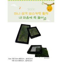 미니 삼각모스카펫활착 (가로5cm) 1개 (음성수초 활착 모스)