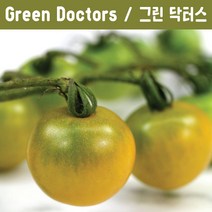 Green Doctors 그린 닥터스 방울토마토 달콤한 희귀토마토 교육체험용 세트