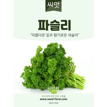 파슬리 씨앗 (500립)