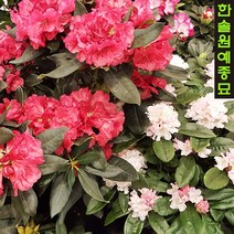만병초 특선, 11. 폰티야크(중), 1개