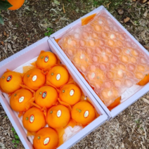 [아빠와딸] 제주 서귀포 고당도 천혜향 3kg 5kg 10kg 가정용 박스 무게 포함, 3kg 실속형 중과(12~18수)