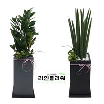 화도꽃배달 화도꽃집 개업화분, 회색, 스투키