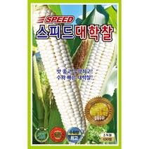 대학찰 흑찰 백찰 알록이 자흑찰 옥수수씨앗 옥수수씨 텃밭 채소씨 주말농장, 스피드대학찰옥수수 70립 KS종묘, 1개