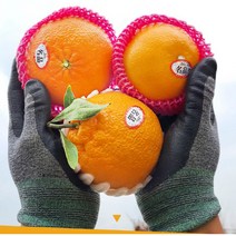 프리미엄 제주 레드향 2kg 중소과 10과전후, 상세페이지 참조