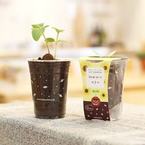 틔움세상 화분재배키트 컵 가든 시리즈 씨앗 키우기채소밭 텃밭 화분 재배 미니정원 정원 아파트 베란다 옥상 마당 모종 유기농 친환경 어린아이 학습 가든 가드닝 씨앗 컵가든 씨앗키우기, 미니해바라기