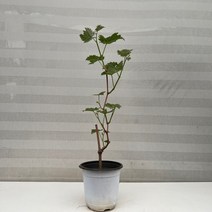 [다은꽃농원]명품과일 샤인머스켓 나무 키우기쉬운 실내공기정화식물 인테리어
