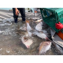 자연산광어회 300g 내외