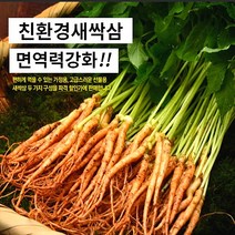 웰라 새싹삼 소(15cm~20cm) 100뿌리 [선물포장가능]