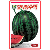 달타령수박 30립 텃밭채소 과채류 주말농장 가정원예 채소종자 수박 수박씨