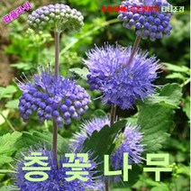 팝플라워 층꽃나무 씨앗 10립, 상세페이지 참조