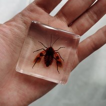 피규어사이트 소형 동물 장식품 실제 곤충 수지 표본 나비 해양 생물학 교육인지 도구 홈 인테리어 액세서, 06 006