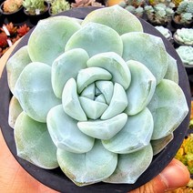 아이시그린 중품 다육식물 국민 다육이