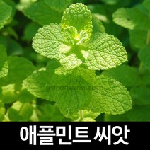 애플민트 씨앗 허브 종자 씨 apple mint seeds 30알, 1개