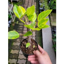11900 목대 뱅갈고무나무 중품 30~50cm, 1개