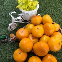 [맛나과일] 새콤달콤 맛조은 제주감귤 5kg 한박스