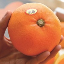 귤나무(천혜향)접목2년/묘목/F0307