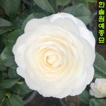 겹꽃동백나무 백동백, 02. 겹백동백 7치 화분H0.6~08m, 1개