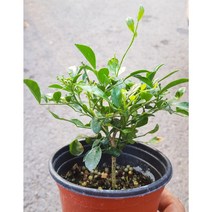 행복한꽃순이//오렌지자스민2 (한목대), 5개