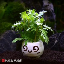 초보자도 키우기 쉬운 어항장식 포트수초 200종 모음, 115번) 표정토분 위스테리아