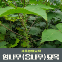 서울농원묘목/가시엄나무(음나무)묘목 실생 2년생 약용수 특용수, 하묘