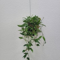 무배특가 행잉플랜트 공중식물 라쿠노사 수입호야 30-50cm 79