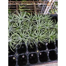 공기정화식물 이오난사 / 특대 중 10개 8개 6개 세트 / 10cm내외, 02_중 7cm내외 7개, 1111