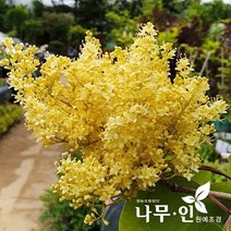[나무인] 베이징골드 라일락 개화주