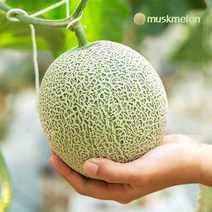 국내산 멜론 고당도 머스크 메론 특등급, 8kg/3~4수/1수당 2kg내외