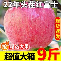 제철 사과 과일 10 신선한 산시 레드 후지 캐티 제철 파삭 파삭 달콤한 바위 설탕 심장 못생긴 사과 파삭 파삭 한 전체 상자 배치, 1.  9캐티, 4.  90mm(포함)-95mm(포함되지 않음)