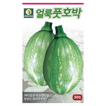 오메가 레드파프리카 씨앗 10립 - 파프리카 피망 파프리카씨 피망씨 야채씨앗 채소씨앗 채소재배 종묘 종자 베란다 텃밭 씨 씨앗 오이 호, 13_다농_얼룩 풋호박(30립)