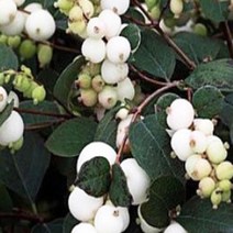 묘목/스노우베리-화이트 드림/ 포트묘 B763, 1개