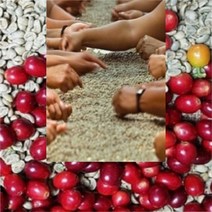 커피향기줍는남자 생두 시다모g2 아라비카 커피빈 결점두제거 500g, 1kg, 1개