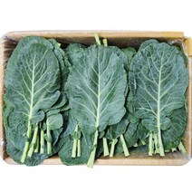 야채24닷컴 케일 쌈케일 1kg, 1개