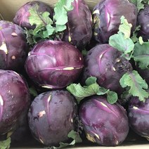 싱싱한 제주산 콜라비 (특) 3kg 5kg 10kg, 1개, 10kg(15~20개내외)