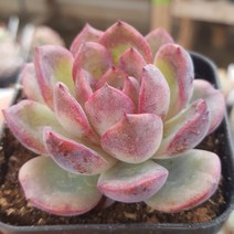 중품다육 8종 모음, 1번 - 쉐린