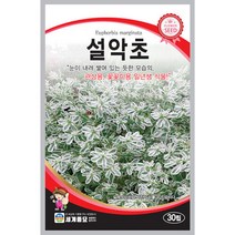 설악초 30립 꽃 씨앗 세계, 1개