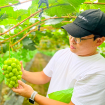 [당도 보장] 프리미엄 샤인머스켓 추석선물세트 특품 등급, 특품 4kg (6~9수)