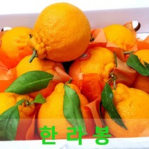 상큼한 한라봉3kg 제주한라봉 싱싱지오, 한라봉3kg(11과이상)