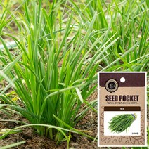 월드가드닝 텃밭 좋은 부추 씨앗 1000립 채소씨앗 야채씨앗, 단품