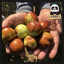 (나무판다) 대추나무 묘목 시리즈 - 대왕대추나무 사과대추나무, 1. 대왕대추(다왕자오) 접1