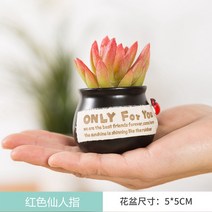 식물모형 다육이 선인장 모형 장식품 실내 장식 소품, 다육 붉은 요정 손가락 모형