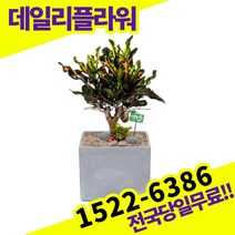 바나나크로톤 실내공기정화식물 개업축하선물 미세먼지 공기청정 키우기쉬운식물 고급승진화분