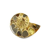 암모나이트 화석 관상석 행운석 천연화석 HSROU-4047, 단품