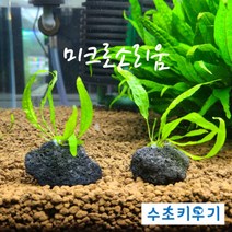 [상상수족관] 키우기 쉬운 미크로소리움 포트 / 음성수초 활착수초, 1개