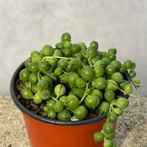 [ 풀풀다육 ] 녹영 녹영금 진주목걸이 진주네크리스 콩란 콩난 다육 식물 국민 다육이, 1개