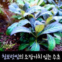 [미초] 하이그로필라 sp. 퍼플 수초 1촉 & 2촉 / 유경 수초 / 레이아웃 / 어항 수초