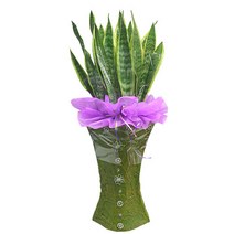 엔젤플라워 인기폭발 공기정화식물 초특가 개업화분 전국꽃배달, A02 산세베리아