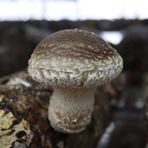 dbfresh 송화고버섯 1kg 생산자 당일수확 농장직송, 1개, 01.송화버섯 [고급형혼합] 1kg